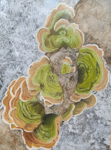 Mushroom original oil - mushroom,